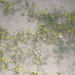 Launaea mucronata Flower