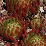 Sempervivum globiferum Folla