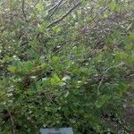 Betula humilis Облик