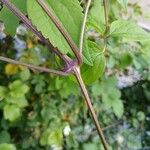 Clematis virginiana Corteza
