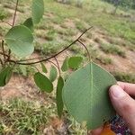 Eucalyptus polyanthemos Лист