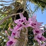 Dendrobium anosmum Blüte