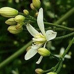 Clematis recta Fula