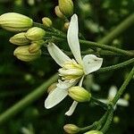 Clematis recta Kwiat