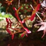 Acer palmatum 果實