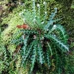 Asplenium ceterachFolha