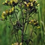 Pentanema squarrosum Flower