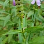 Physostegia virginiana 樹皮