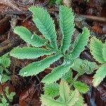 Melianthus major 葉