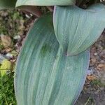 Allium karataviense Leaf