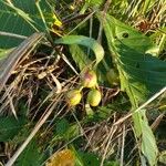 Dillenia suffruticosa Fruit