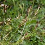 Carex pyrenaica Frutto