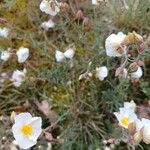 Helianthemum apenninum Blüte