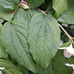 Philadelphus pubescens Hoja