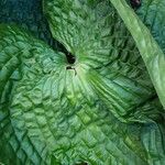 Hosta sieboldiana Foglia