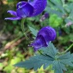 Aconitum variegatumFlor