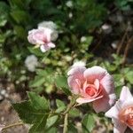 Rosa abietina Cvet