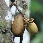 Theobroma speciosum Frucht