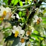 Solanum aligerum