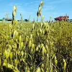 Avena sativa Fruit