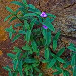 Tradescantia brevifolia Vekstform