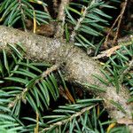 Picea morrisonicola बार्क (छाल)