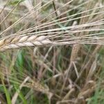 Hordeum vulgareFruit