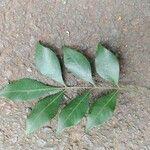 Trichilia elegans Leaf