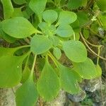 Aeonium goochiae Leaf