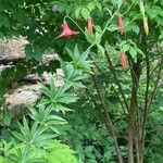 Lilium canadense Leaf