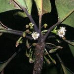 Manilkara bidentata Flor