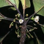 Manilkara bidentata Flower