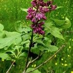 Syringa josikaea Flower