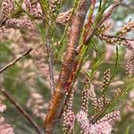 Tamarix parviflora 树皮