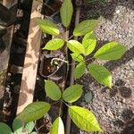 Handroanthus albus Leaf