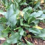 Limonium ramosissimum Leaf