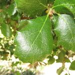 Quercus agrifolia Hoja