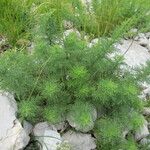 Artemisia chamaemelifolia Buveinė