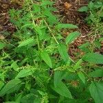 Chenopodium polyspermum Vekstform