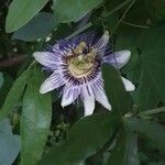 Passiflora caerulea Květ