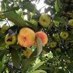 Garcinia lanceifolia Fruit