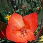 Gladiolus dalenii Blüte