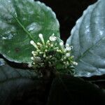 Psychotria verschuerenii Flower