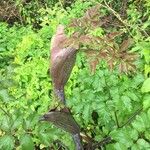 Angelica atropurpurea Leaf