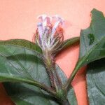 Psychotria medusula Övriga