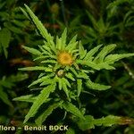 Bidens radiata Hábito