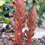 Orobanche rapum-genistae Rinde