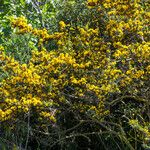 Cytisus lanigerus Buveinė