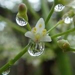 Lomandra insularis Flors