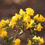 Pterocarpus angolensis Flor